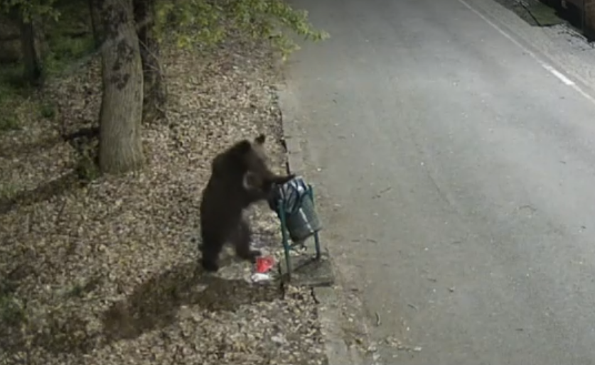 Autoritățile din Târgu Mureș sunt în alertă: un urs a fost surprins în zone frecventate de oameni