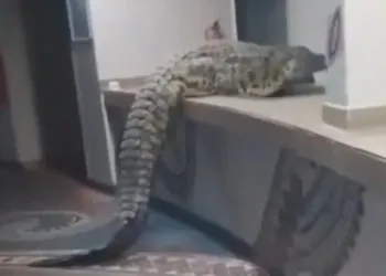 Imagini de groază cu un crocodil uriaș în recepția unui hotel. Unde s-a întâmplat incidentul