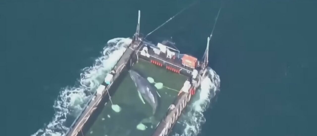 „Cred că va muri. Ce e așa rău?” Biologii marini critică misiunea de salvare a balenei „Timmy”, în timp ce milionarii o transportă în Marea Nordului