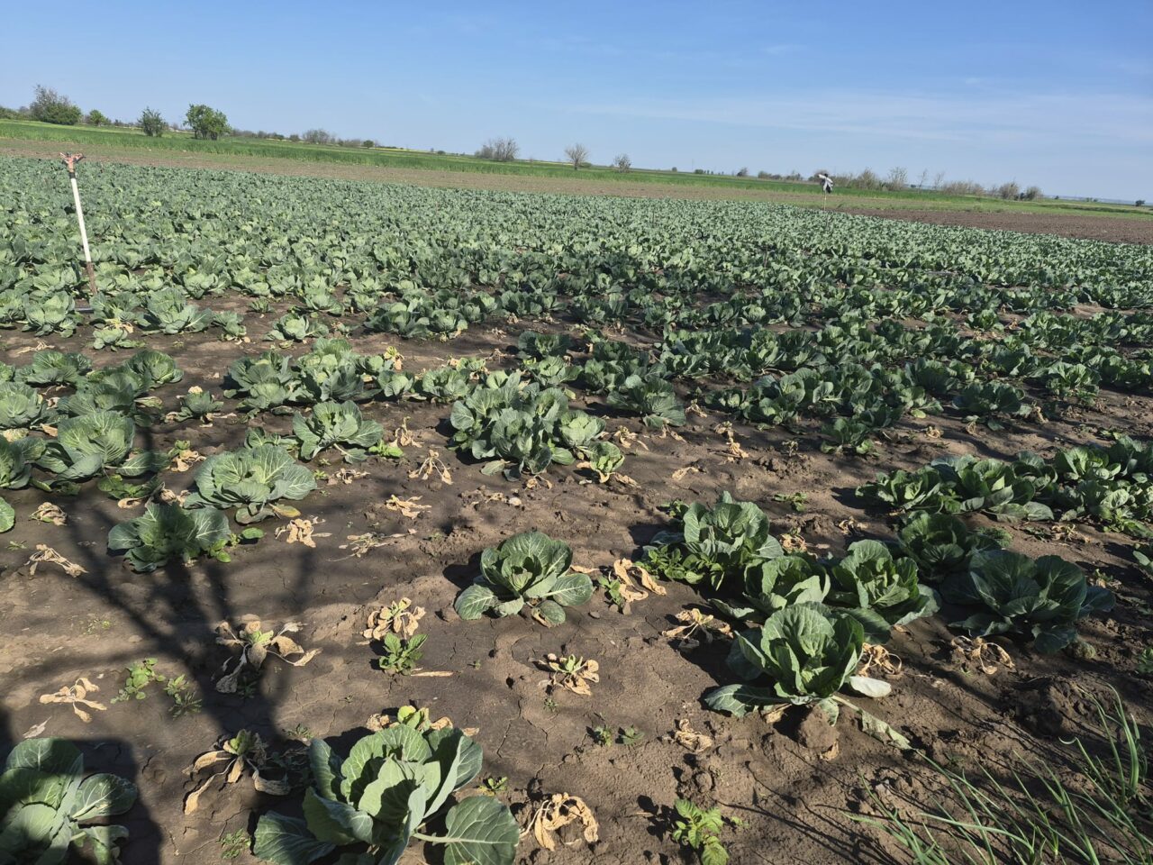 Varza de primavară, calamitată de schimbările climatice. Pagube însemnate pentru producători