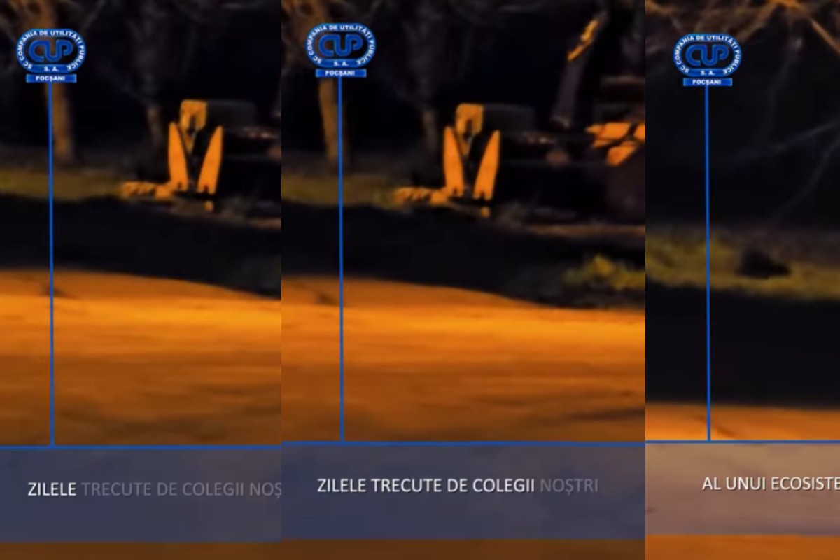 Imagini inedite cu o vidră la Focșani. În ce loc a fost surprinsă aceasta