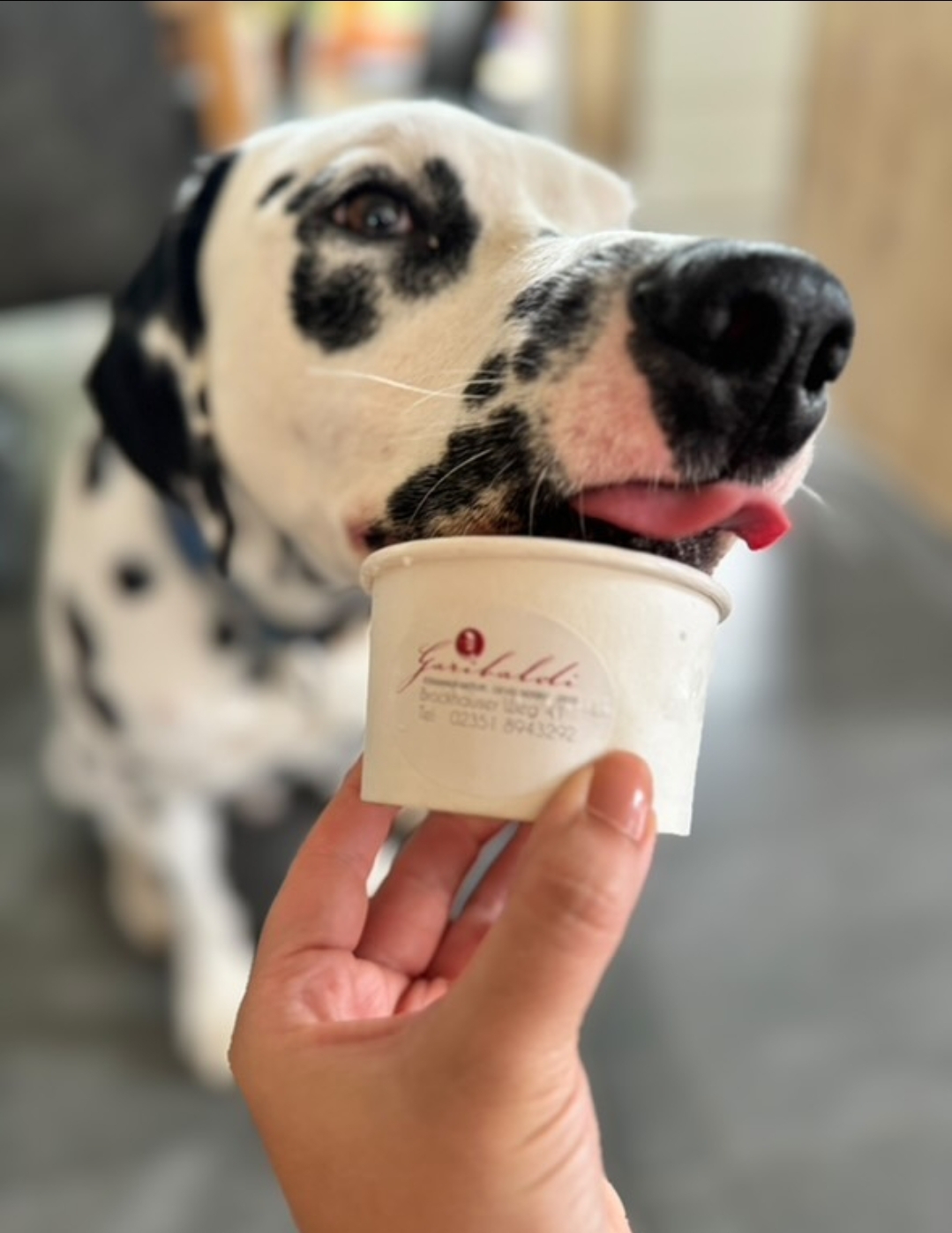 Un român a dat lovitura cu o afacere, în Germania. Face îngheţată pentru căţeii nemţilor. Cât costă o îngheţată