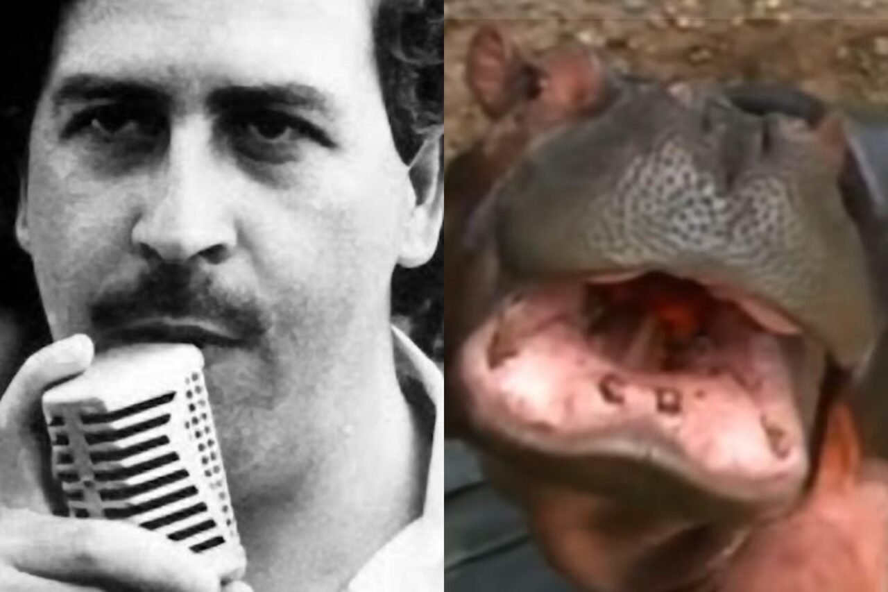 Hipopotamii lui Pablo Escobar vor fi omorâți. Motivul pentru care guvernul columbian a luat decizia controversată
