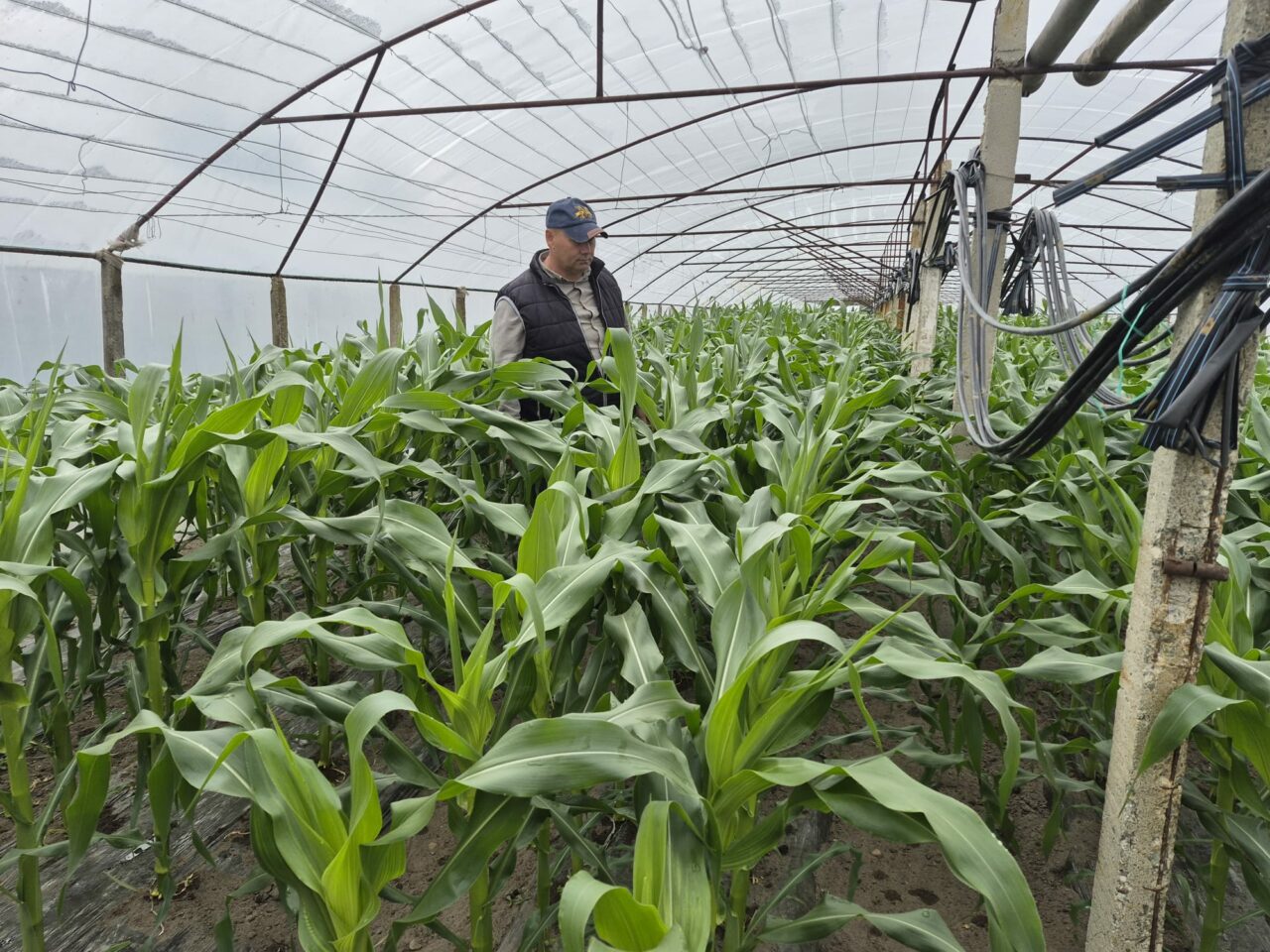 Culturi adaptate schimbărilor climatice și scumpirilor carburanților. Porumbul zaharat, noua cultură care înlocuiește pepenii și tomatele