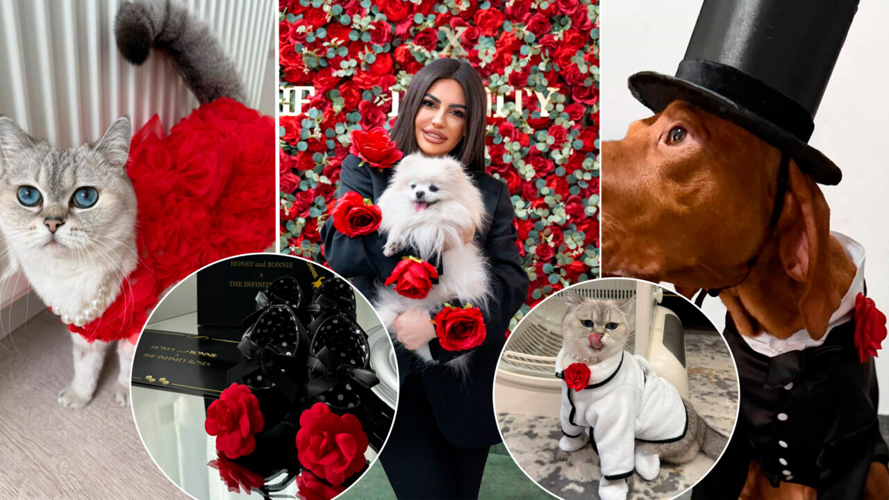Haute couture pentru pisici si căței. Povestea româncei care transformă animalele de companie în vedete de podium