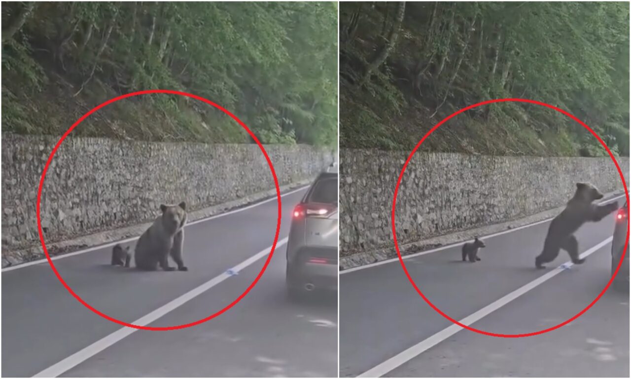 Ce ar fi determinat-o pe ursoaica de pe Transfăgărășan să-l atace pe turistul bulgar. Noi imagini scot la iveală detalii despre incident
