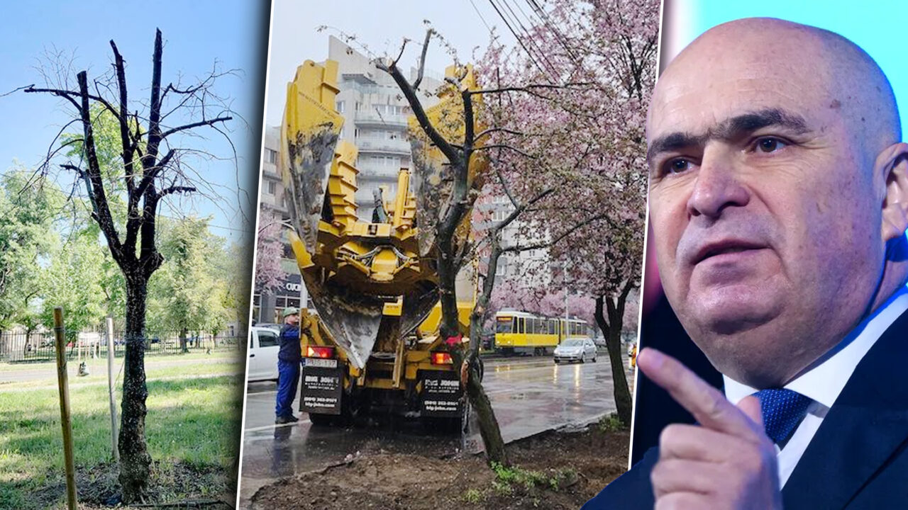 Bani aruncați pe fereastră în fieful lui Bolojan. Primăria Oradea a cheltuit zeci de mii de lei pe mutarea a 15 arbori, dintre care a rezistat unul singur