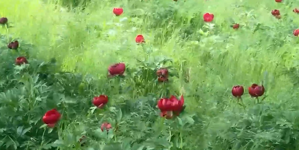 Imagini spectaculoase în județul Dolj. Au înflorit bujorii sălbatici din comuna Plenița