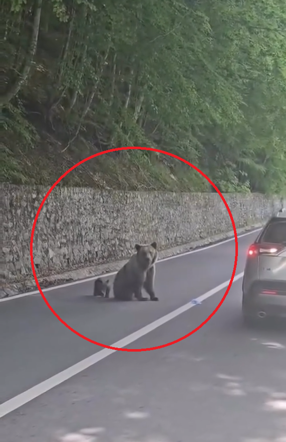 Ce ar fi determinat-o pe ursoaica de pe Transfăgărășan să-l atace pe turistul bulgar. Noi imagini scot la iveală detalii despre incident