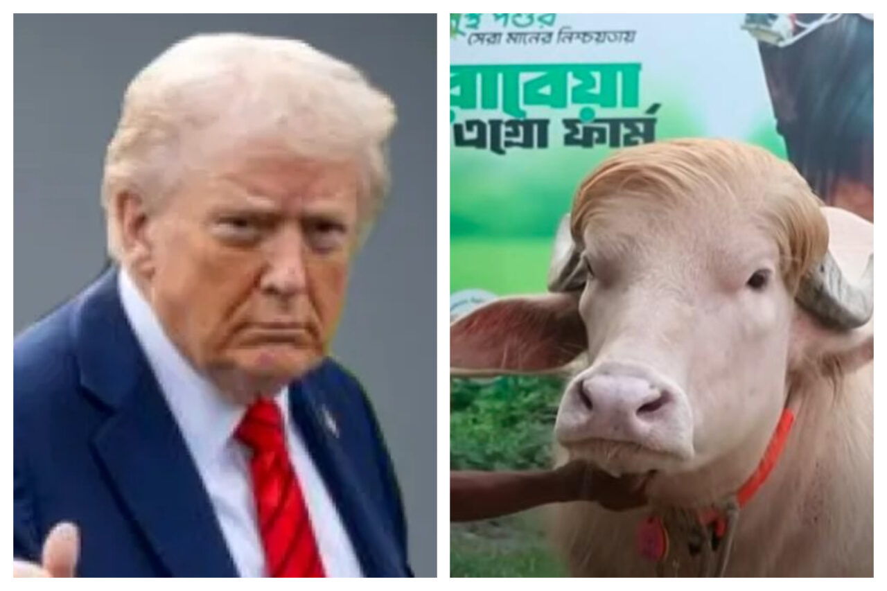 Bivolul cu păr portocaliu „Donald Trump” din Bangladesh va fi sacrificat, după ce a devenit celebru pe rețelele de socializare