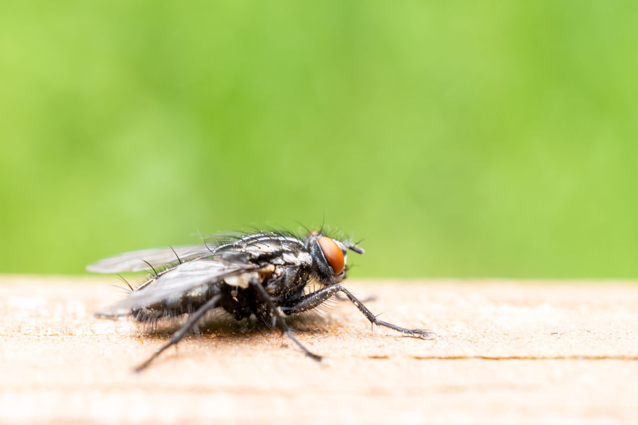 Cele 2 produse naturale care te ajută să scapi de muștele din casă