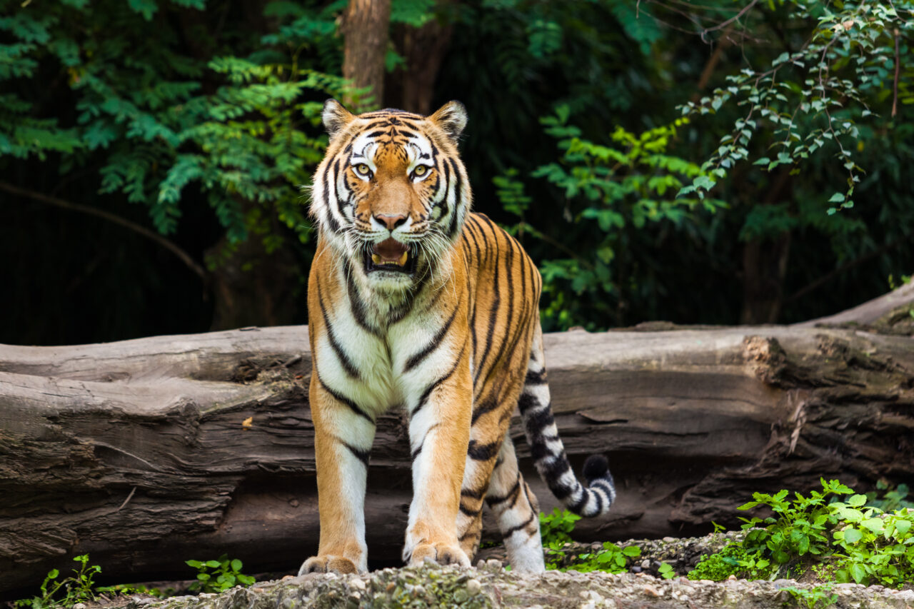 Povestea tigrului care a mâncat 436 de oameni în Nepal și India. Un singur vânător i-a venit de hac