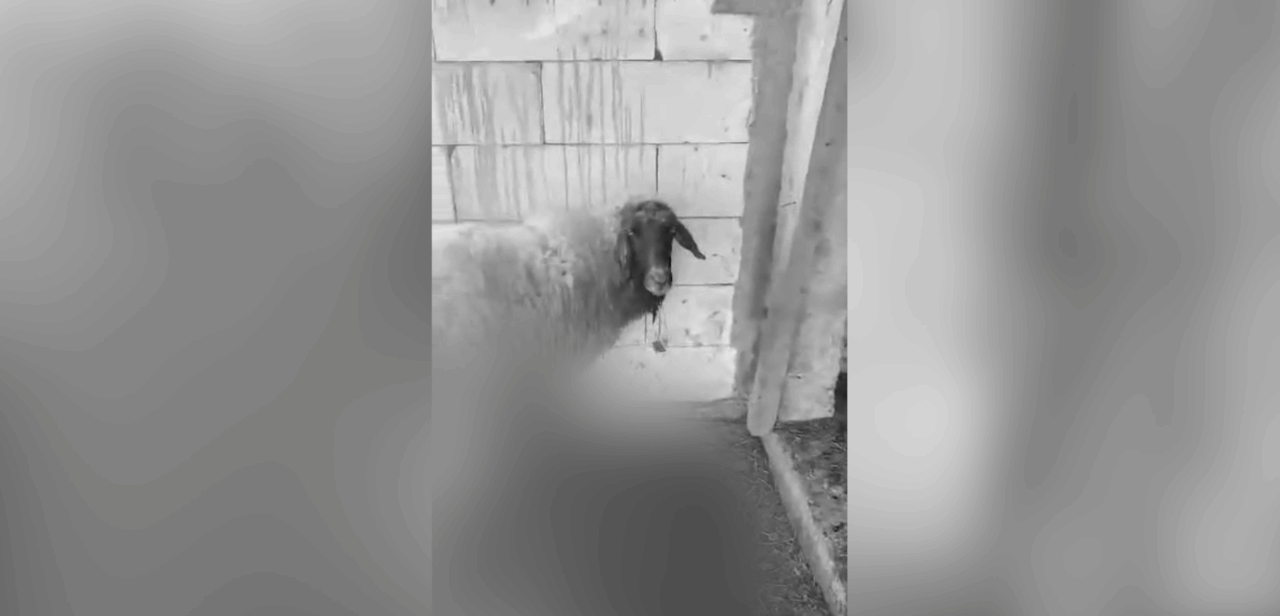 Aproape 80 de oi au fost ucise de câinii fără stăpân din Slatina. Imaginile de la fața locului sunt cutremurătoare