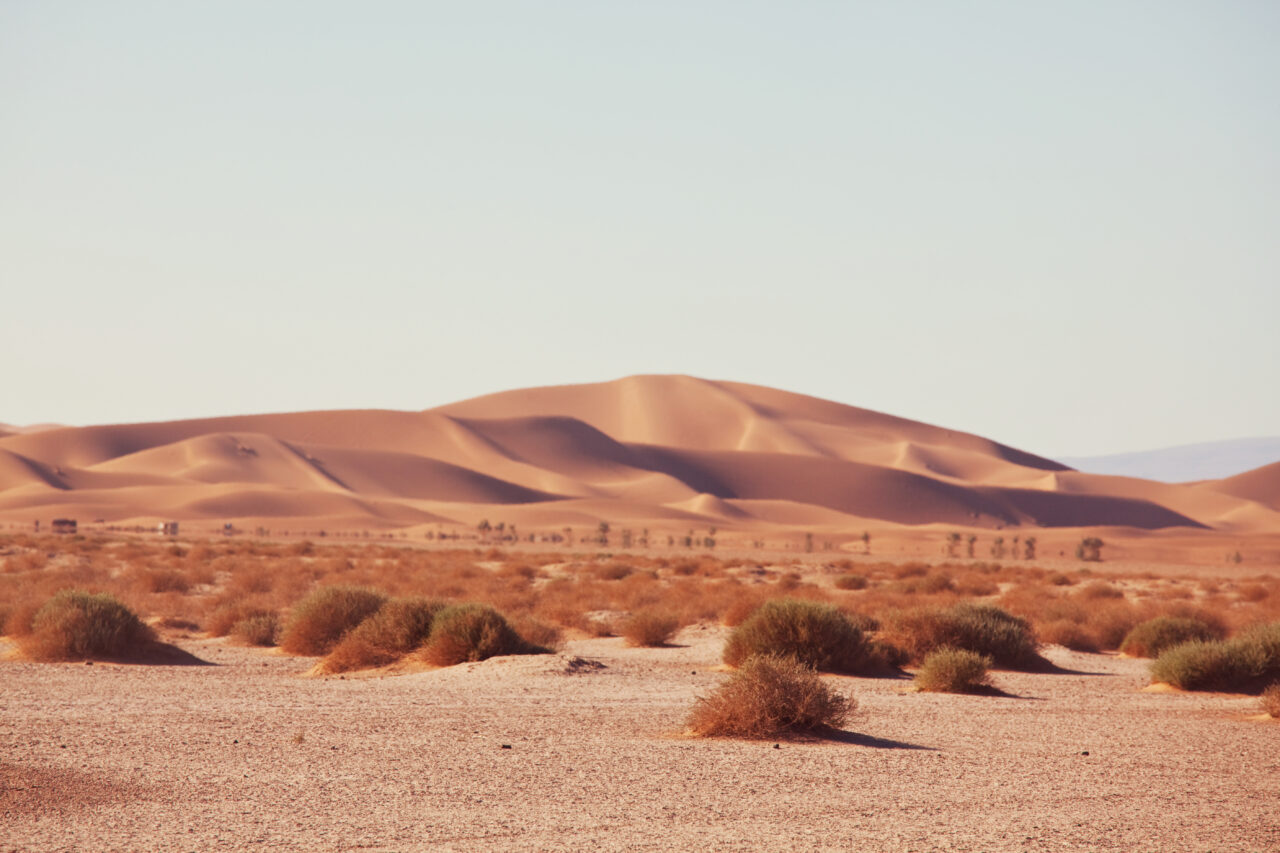 Au plantat copaci în Sahara, dar totul părea „mort”. Ce s-a întâmplat după ce au eliberat 500 de broaște țestoase