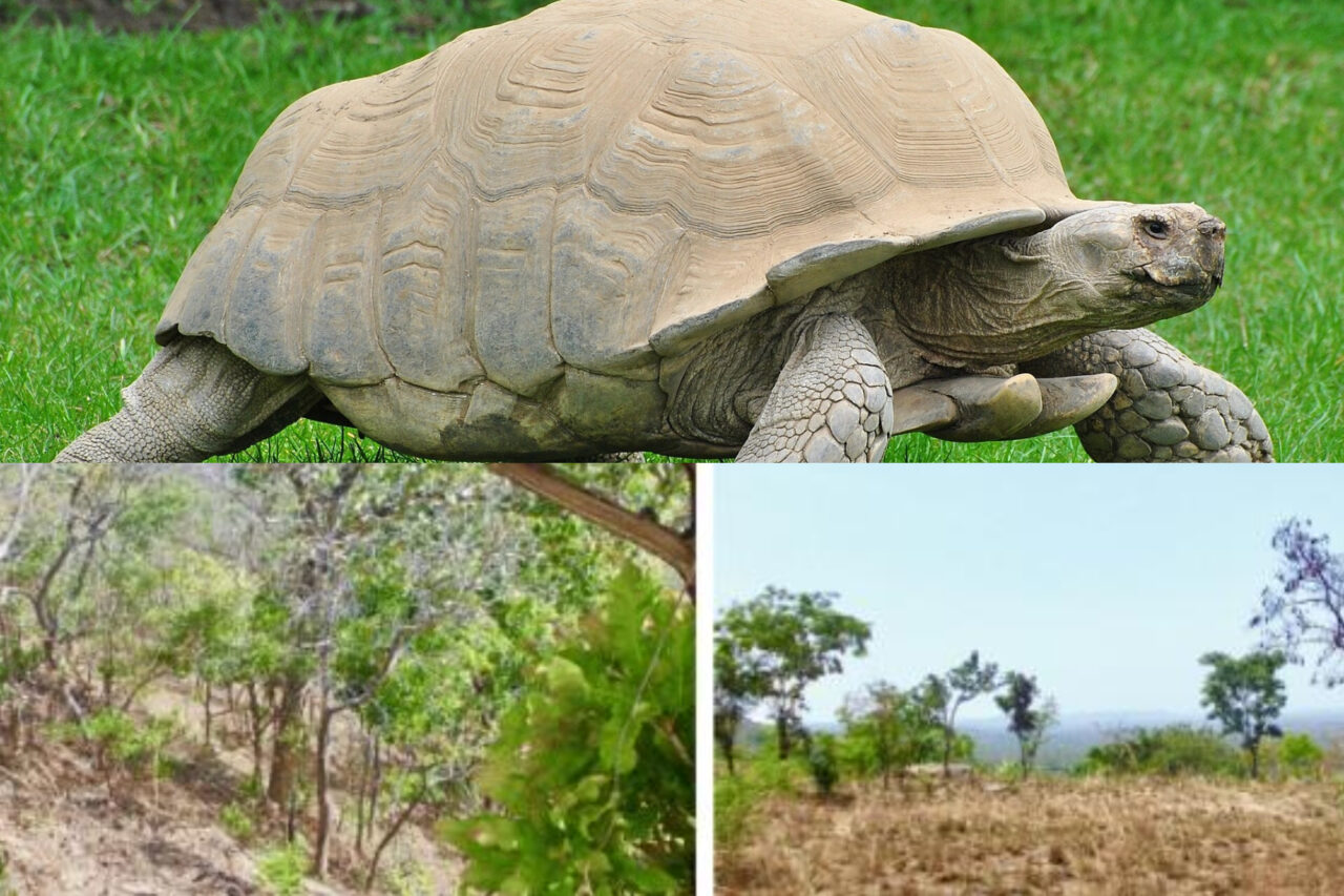 Povestea celor 500 de broaște țestoase care au salvat vegetația din Sahara: „Ingineri ai ecosistemului”