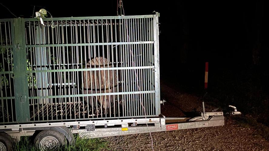 Autoritățile din Brașov au capturat un urs care intra frecvent în zonele locuite. Animalul, relocat anterior, a fost eutanasiat