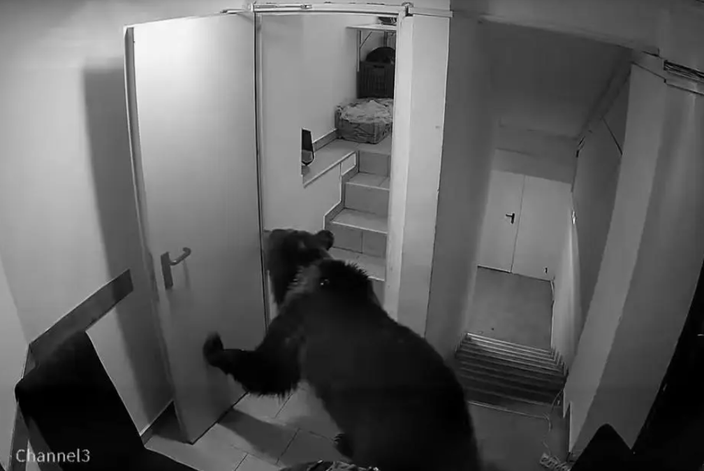 Un urs, turist fidel, s-a cazat la un hotel din Poiană. Răspunsul la apelul 112: „Un urs în hotel nu este o urgență”