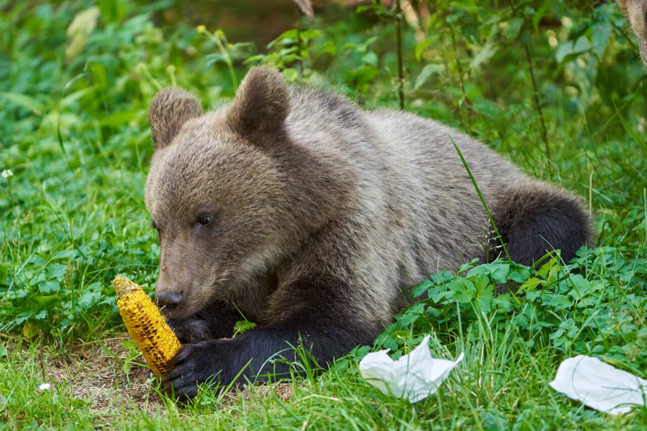 Câți urși pot fi împușcați sau vânați în Gorj. Ce arată planul la nivel național
