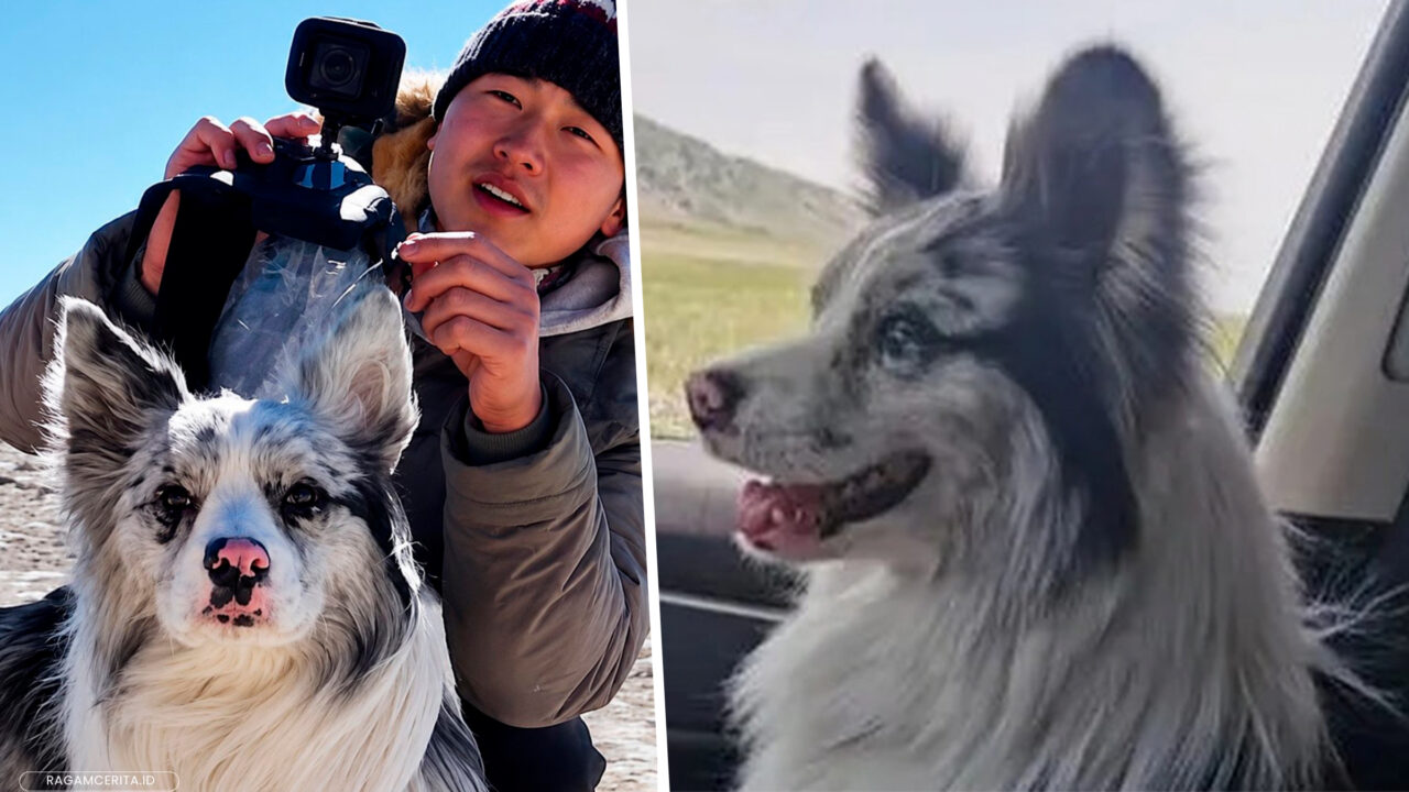 Un câine celebru din China, cu 1,5 milioane de urmăritori pe
