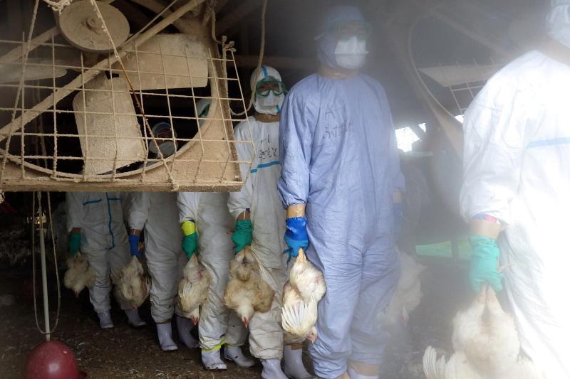 FAO: Gripa aviară poate ajunge la OM. Posibil, VIRUSUL H5N1 va provoca o criză alimentară mondială