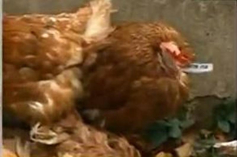 5 alimente pe care să nu le dai NICIODATĂ la găini. Sunt extrem de toxice