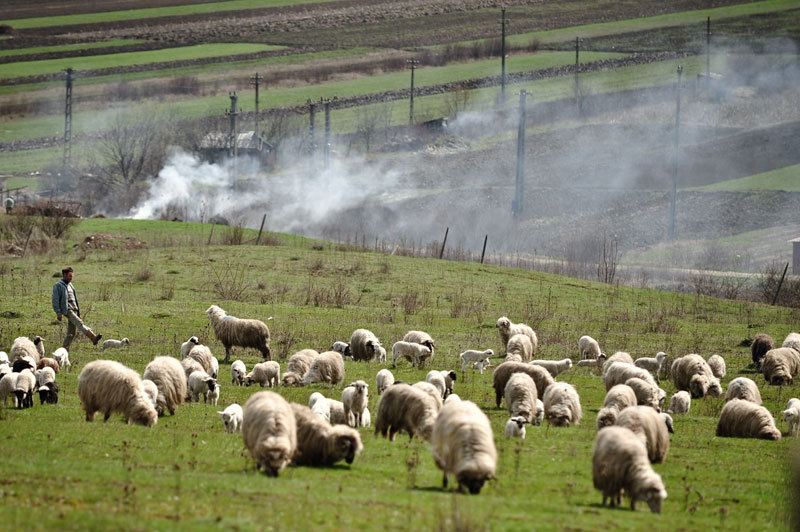 România, pe locul doi în Europa la numărul de ovine, dar nu le mai poate exporta. Cifre uriașe în spatele protestului fermierilor