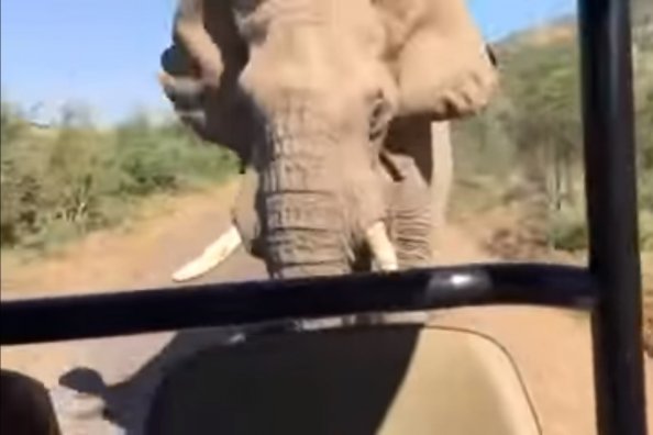 Angajatul unei grădini zoologice din Spania, ucis cu trompa de un elefant. Era o femelă cu pui, iar bărbatul le făcea curățenie în cușcă