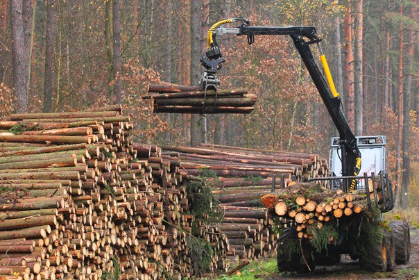 Evaziune fiscală de 2 milioane de lei în domeniul forestier