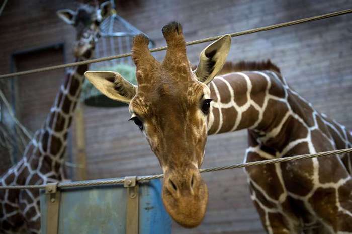 Caz șocant în Africa de Sud. O fetiță de 16 luni a fost ucisă de o girafă