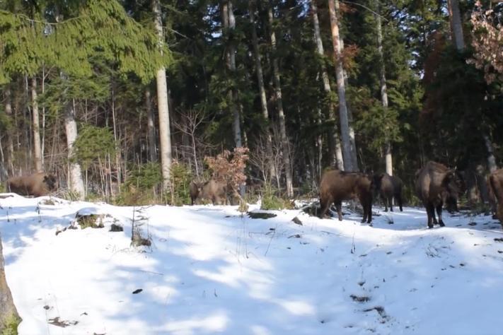 Mamiferul LEGENDAR care a reapărut în pădurile României după ce a fost la un pas de extincție. Cântărește cât 10 oameni
