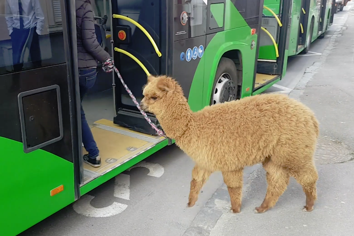 Care este pluralul pentru „ALPACA”, cuvântul care i-a pus în dificultate pe concurenţii de la America Express