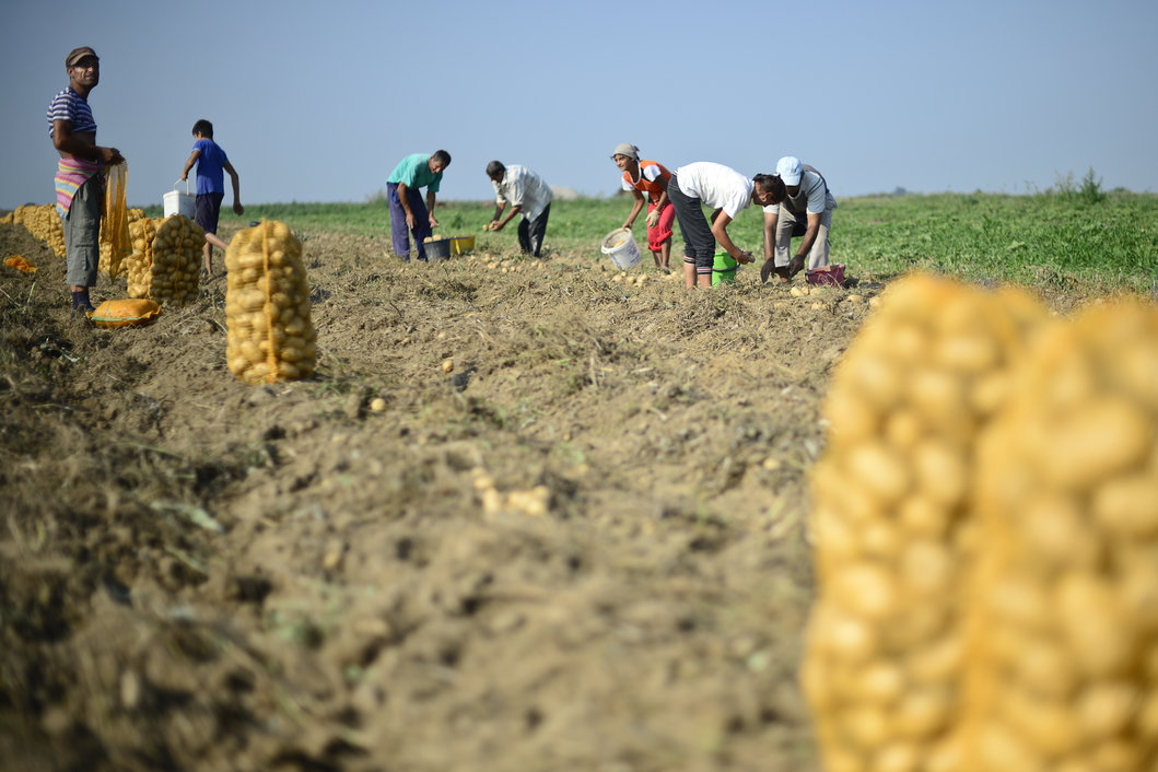O româncă vorbește despre situația femeilor care muncesc în agricultură în Italia: „Hărțuire, șantaj, salarii mici”