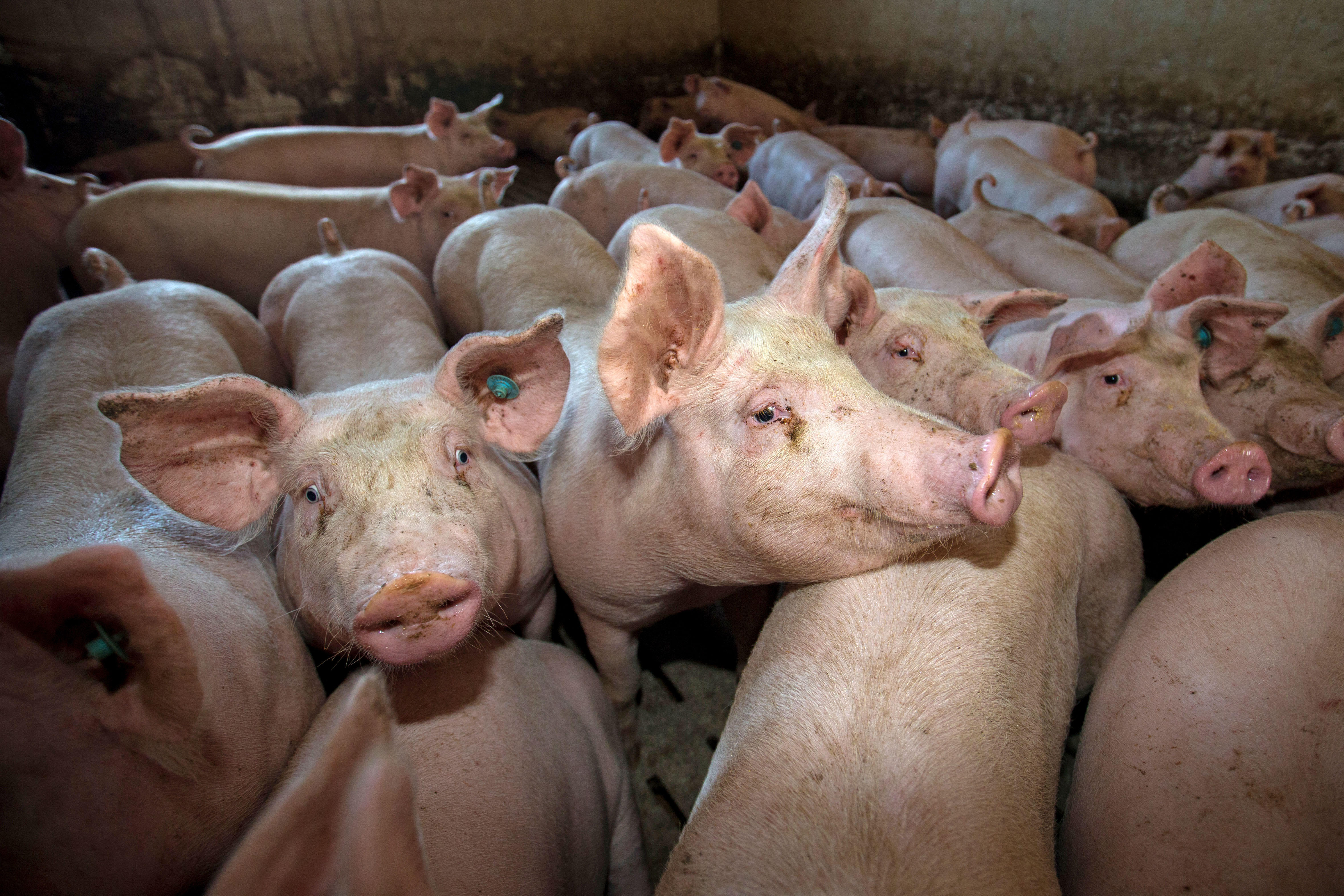 Focar de pestă porcină africană într-o comună din Dâmbovița. Animalele au fost ucise, iar proprietarii vor fi despăgubiți