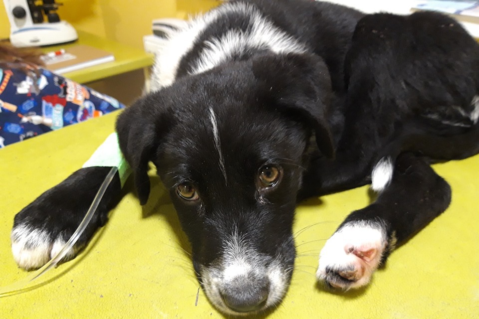 Poliția Animalelor face cercetări după ce doi adolescenți au ucis cu o cruzime șocantă mai mulți căței