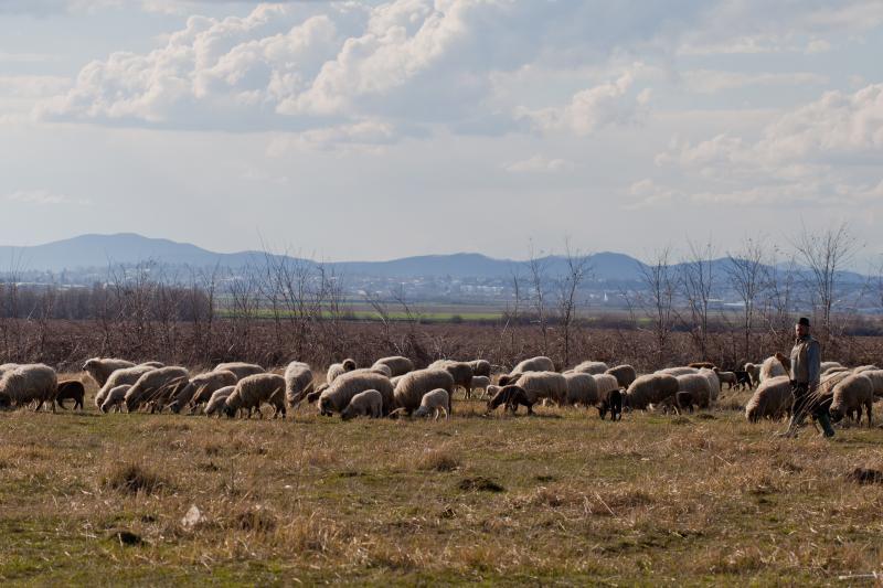 Criză de ciobani în România. Refuză salariile de 4.000 de lei pe lună: „Mă doare sufletul să vând la străini, dar…”