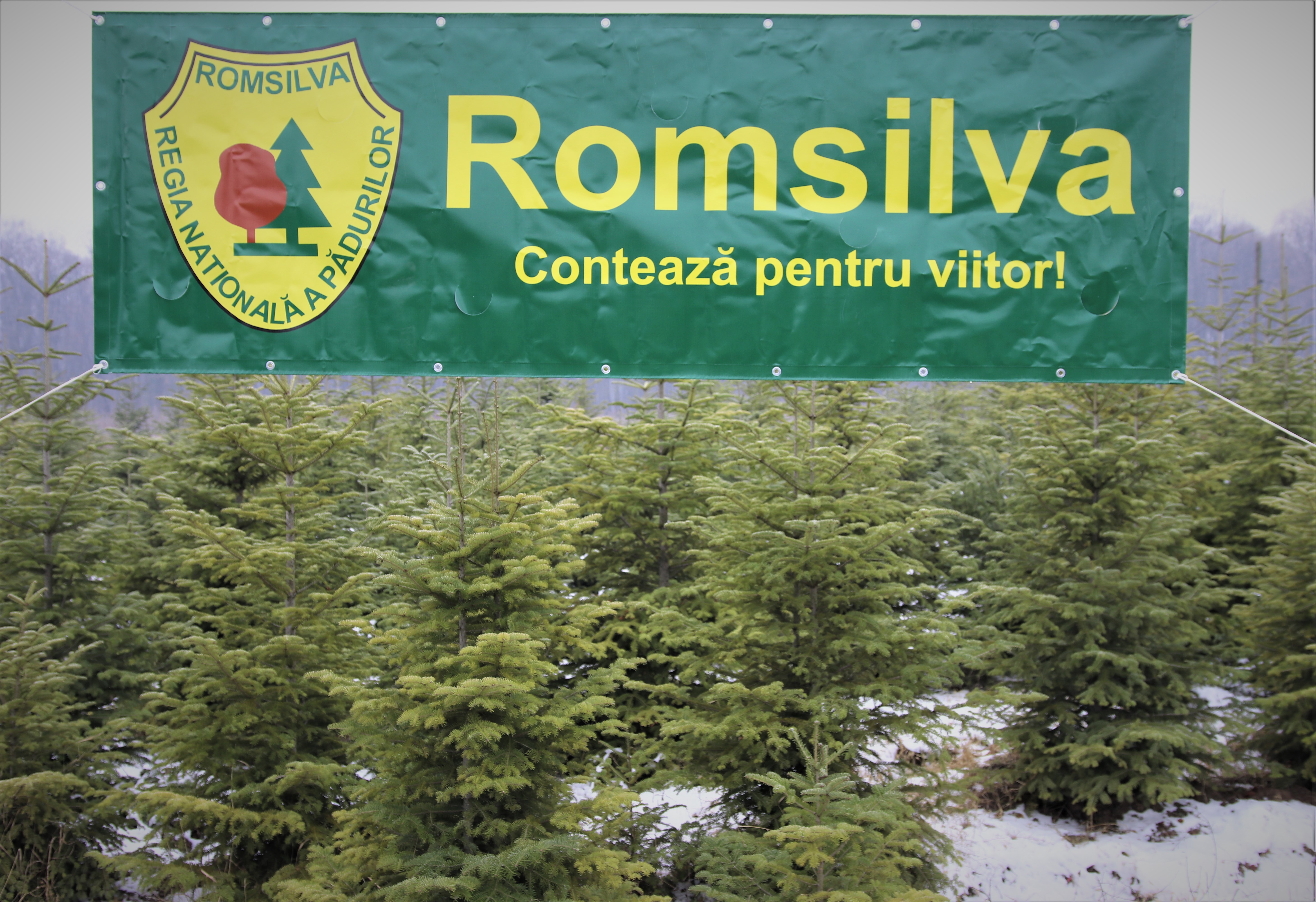 Cât costă, de fapt, un hectar de pădure în România. Cu ce preț cumpără ROMSILVA peste  4.000 de hectare de la Eric Ioan Sturdza 