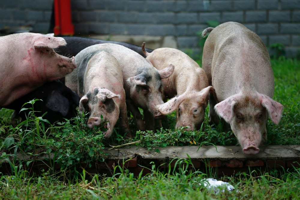 Sfârșit cumplit pentru un bărbat din Botoșani. A murit după ce a fost mâncat de viu de porci