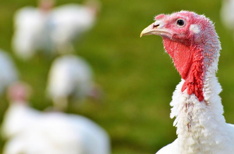 Peste 220.000 de curcani de la o fermă din Codlea vor fi sacrificați, din cauza focarelor de gripă aviară