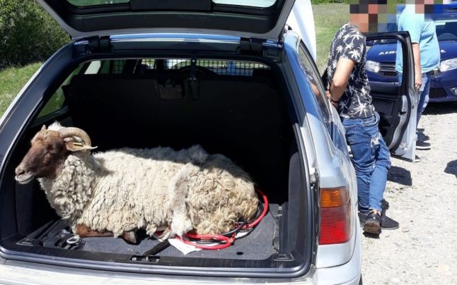 Ce a constatat un vasluian după sacrificarea unui MIEL de 5 kilograme