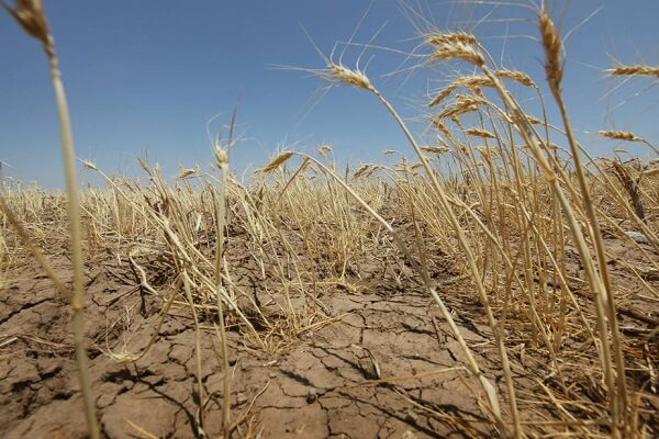 APEL: Agricultorii cer urgent un miliard de lei, după secetă. Care vor fi consecințele dacă nu vor primi banii în 30 de zile