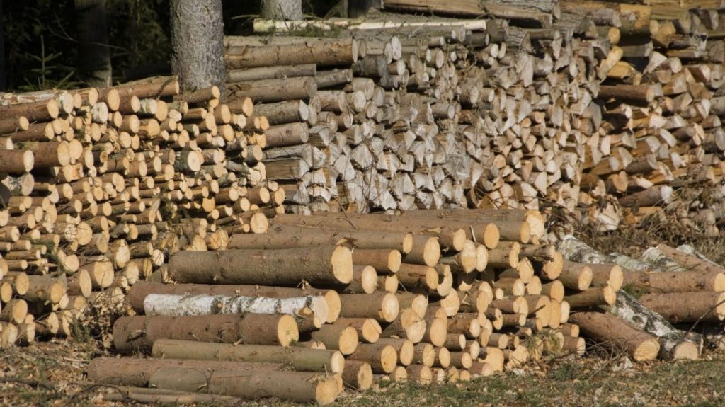 Dosar de corupție în domeniul forestier: 15 suspecți, inclusiv un primar și un fost director