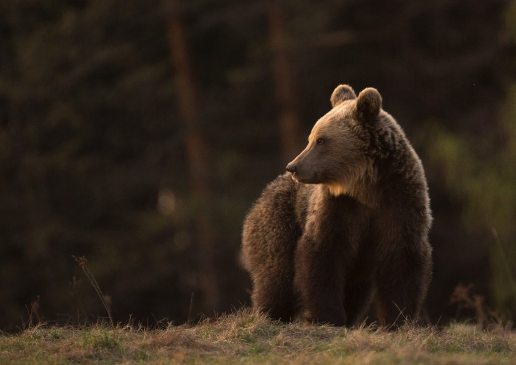Alertă în Ploiești. Un urs a fost observat plimbându-se pe stradă / Locuitorii orașului, avertizaţi prin RO-ALERT să rămână în case