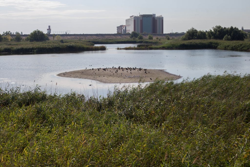 Primăria anunță o nouă dezinsecţie în București, în zona în care au fost identificați țânțari purtători de West Nile