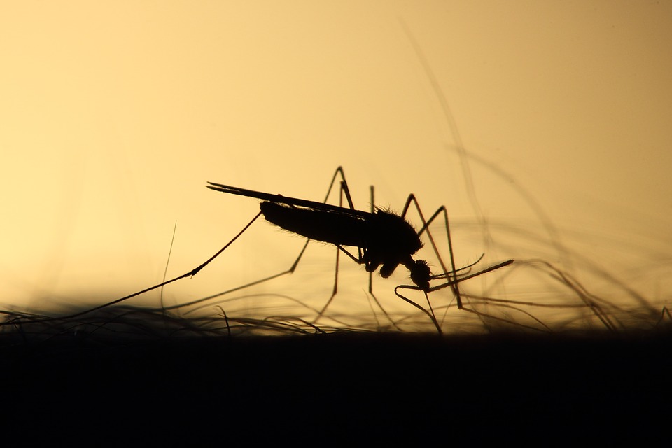 Țânțari cu virusul West Nile în Brăila! Doi vârstnici sunt internați cu meningită la Terapie Intensivă