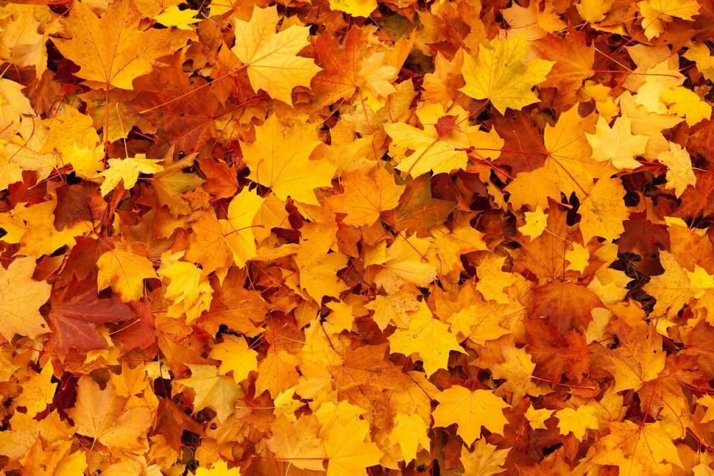 Cum va fi vremea în luna octombrie. Când vine frigul în România – prognoza meteo actualizată