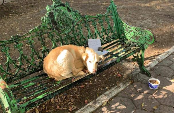 Un cățel a fost abandonat în parc, legat de o bancă. Lângă animal a fost găsit și un bilet. “Familia mea îl bătea crunt!”