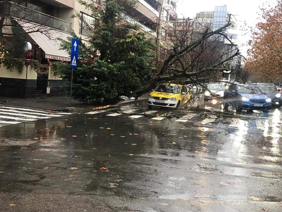 Incident grav în Capitală! Un copac a căzut pe un taxi, iar șoferul a rămas blocat în mașină! Imagini de la fața locului