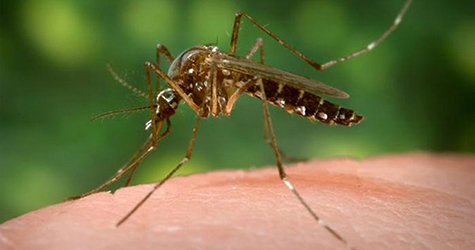 Epidemia de febră galbenă provoacă zeci de decese
