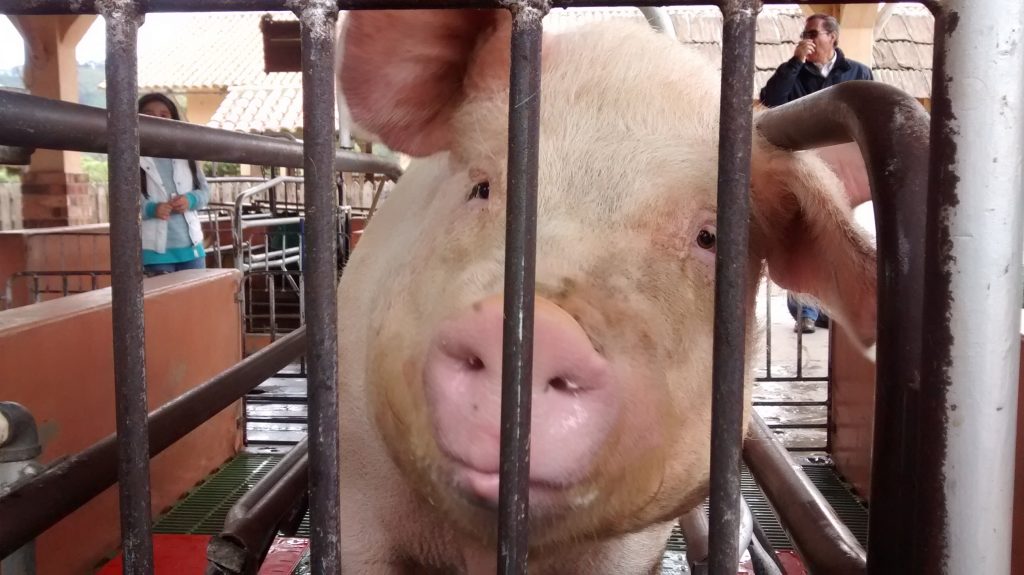 Prețul cărnii de porc îi încaieră pe români înainte de Crăciun. Marii producători, în război cu micii fermieri!
