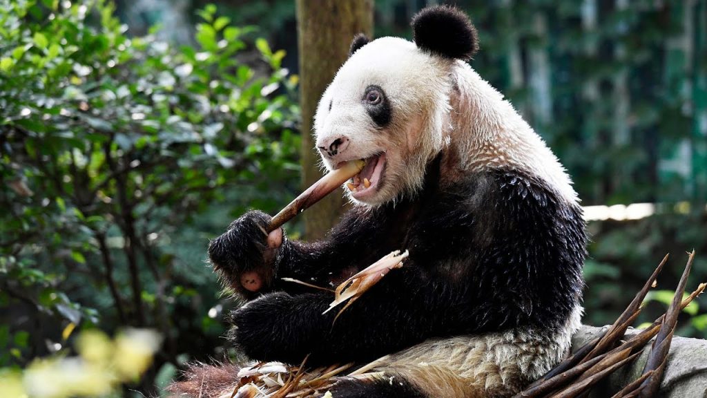A murit cel mai vârstnic panda care trăia în captivitate! (VIDEO)